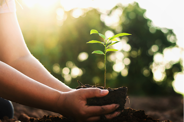 Planting Trust, Harvesting Transparency